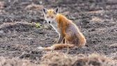 Ein Fuchs mit deutlichen Zeichen der Fuchsräude sitzt auf einem Feld
