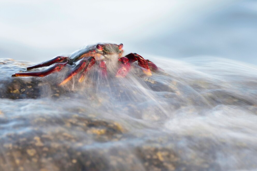Auf den Felsen der spanischen Insel La Gomera steht eine Krabbe der Art „Grapsus adscensionis“