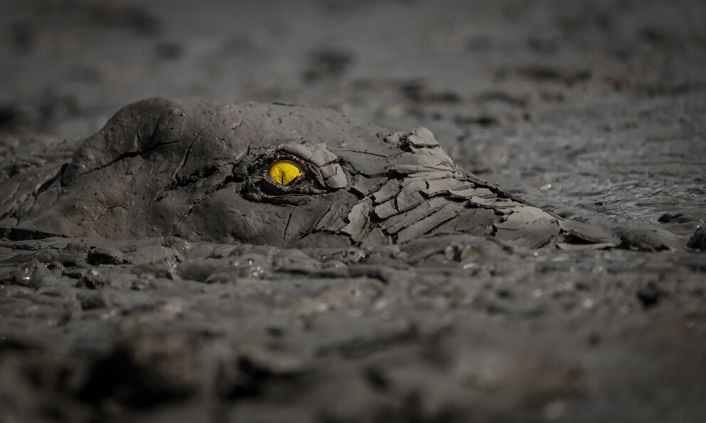 Ein Krokodil lauert im Schlamm im Nationalpark Mana Pools in Simbabwe