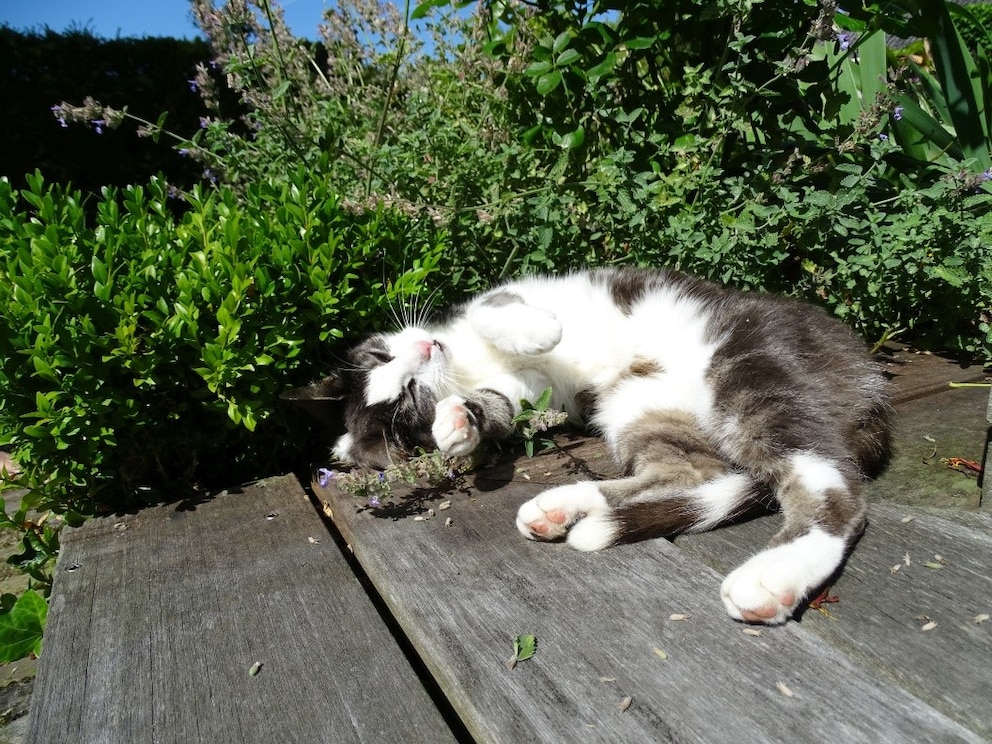 Eine Katze räkelt sich in der Sonne und schnüffelt an Blumen