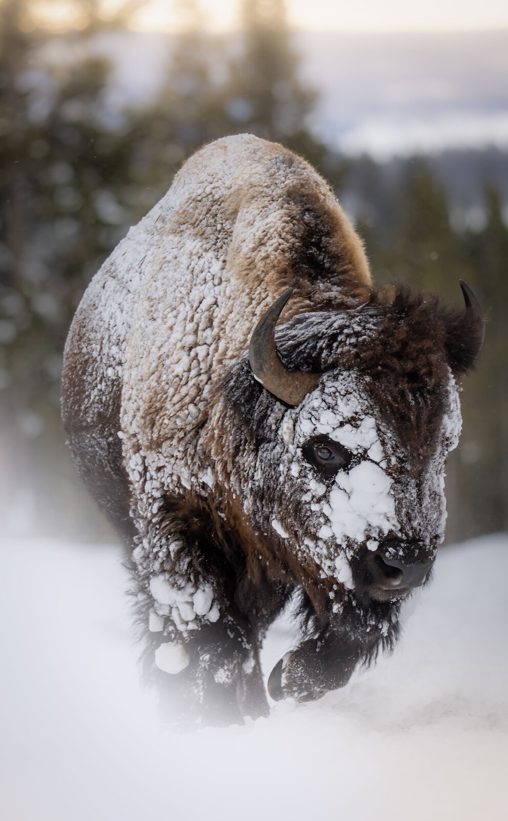 Schnee bedeckt einen Bison im US-Nationalpark Yellowstone