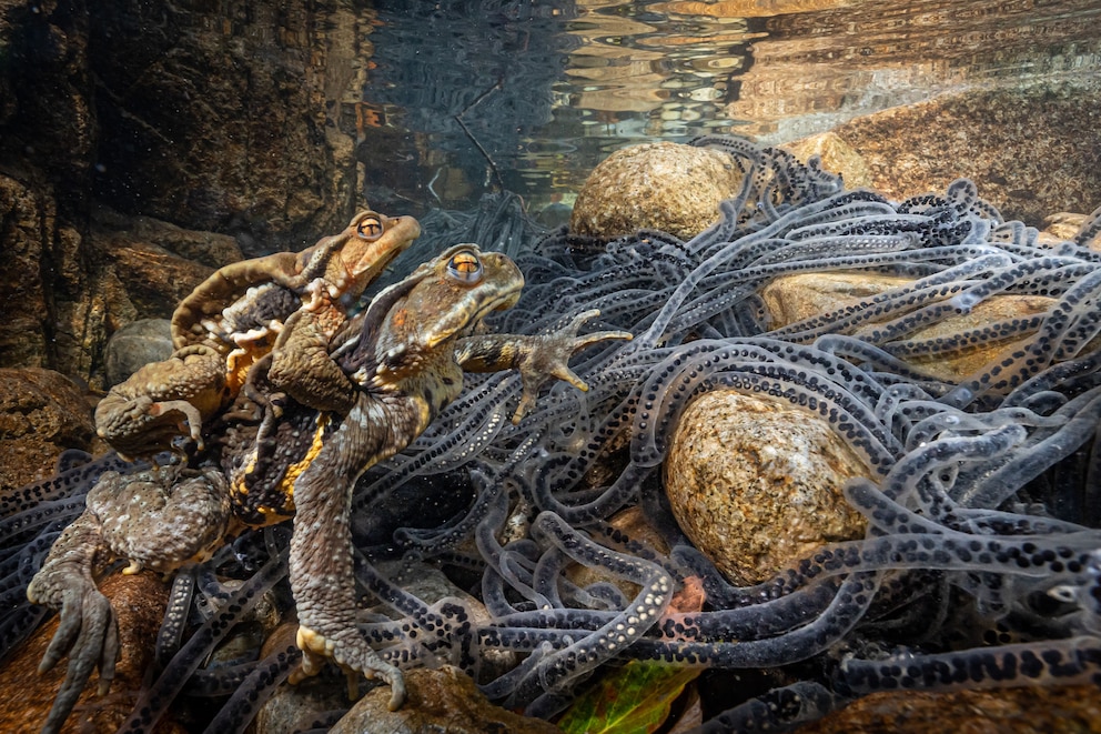 Eine Kröte der Art „Bufo torrenticola“, die eigentlich in den Bergen Japans lebt, kommt zum Laichen zum Fluss