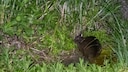 Ein Amami-Kaninchen sitzt auf dem Boden um mümmelt