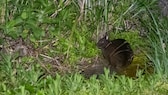 Ein Amami-Kaninchen sitzt auf dem Boden um mümmelt