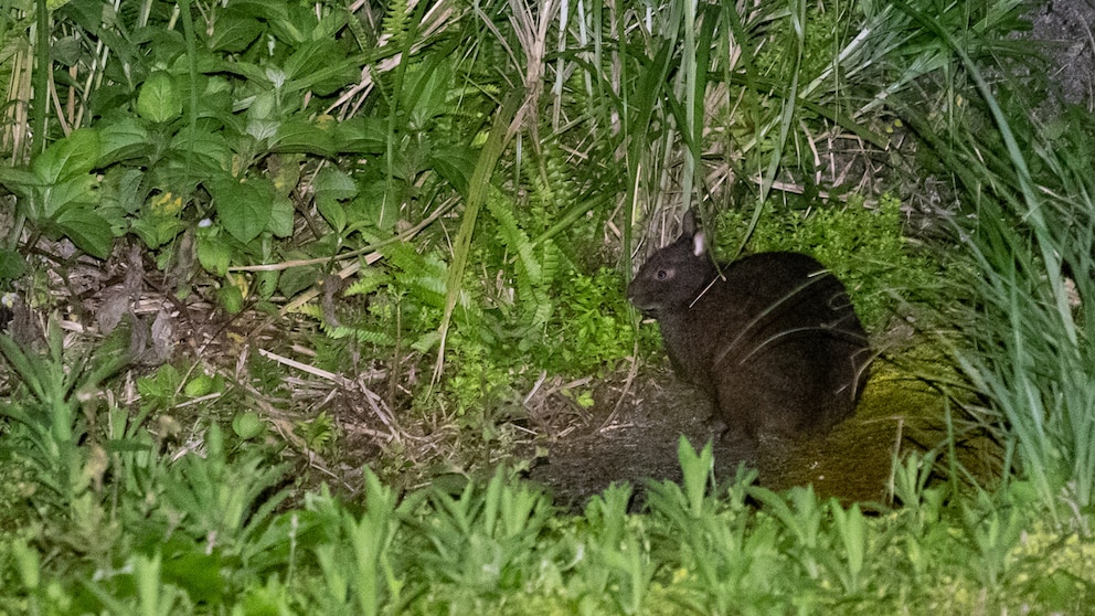 Ein Amami-Kaninchen sitzt auf dem Boden um mümmelt