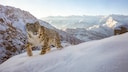 Im Himalaja-Gebirge stapft ein Schneeleopard durch den Schnee