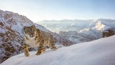 Im Himalaja-Gebirge stapft ein Schneeleopard durch den Schnee