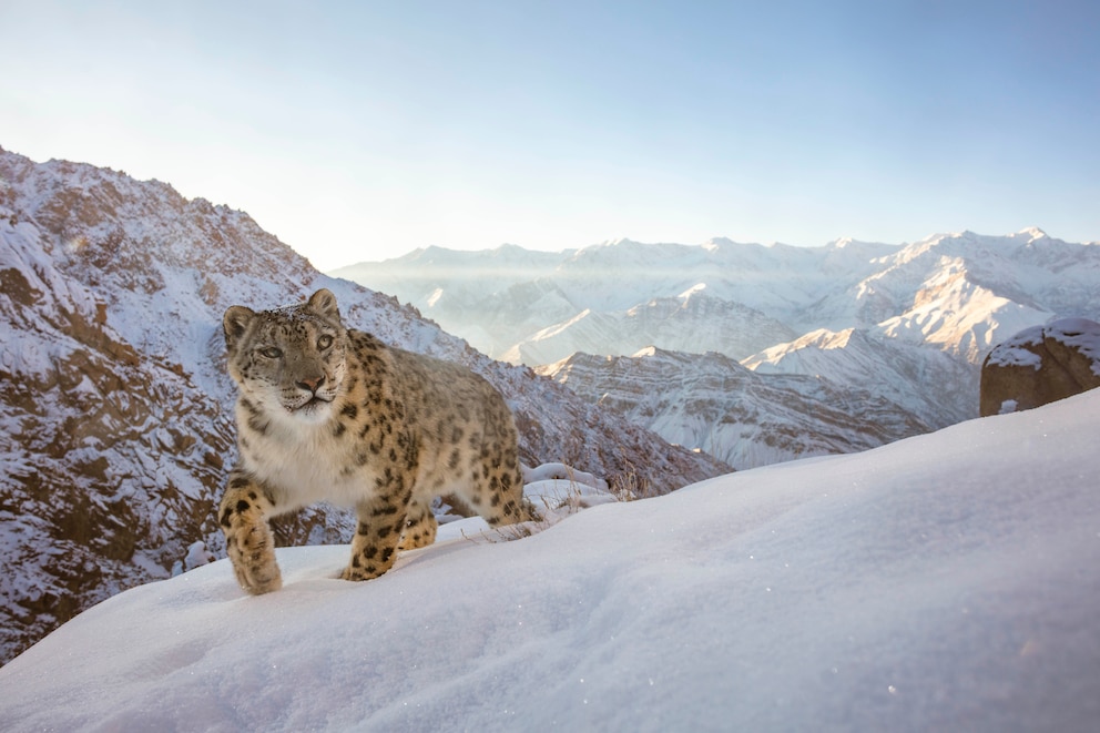 Im Himalaja-Gebirge stapft ein Schneeleopard durch den Schnee