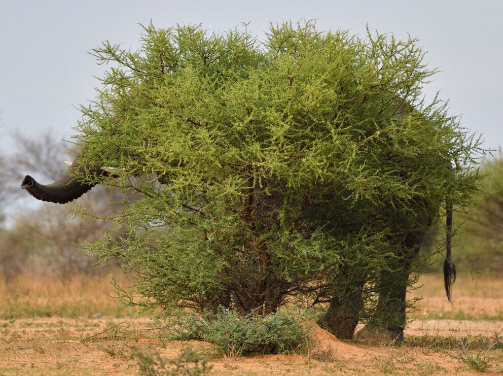Ein Afrikanischer Elefant scheint sich hinter einem Baum im südafrikanischen Marakele-Nationalpark verstecken zu wollen