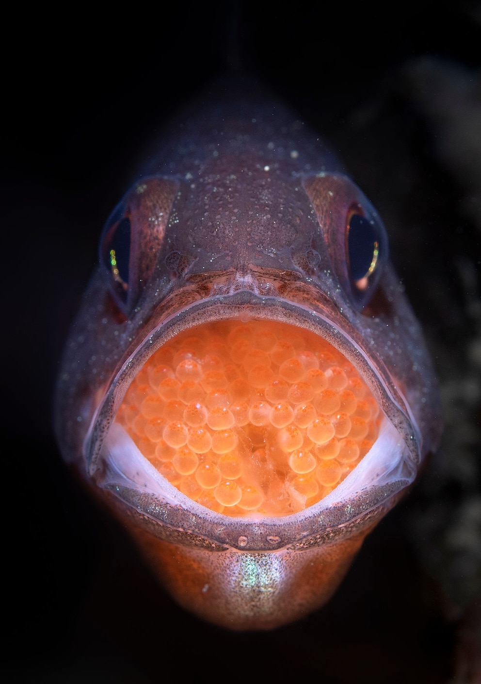 Ein Fisch trägt orangefarbene Fischeier im Mund