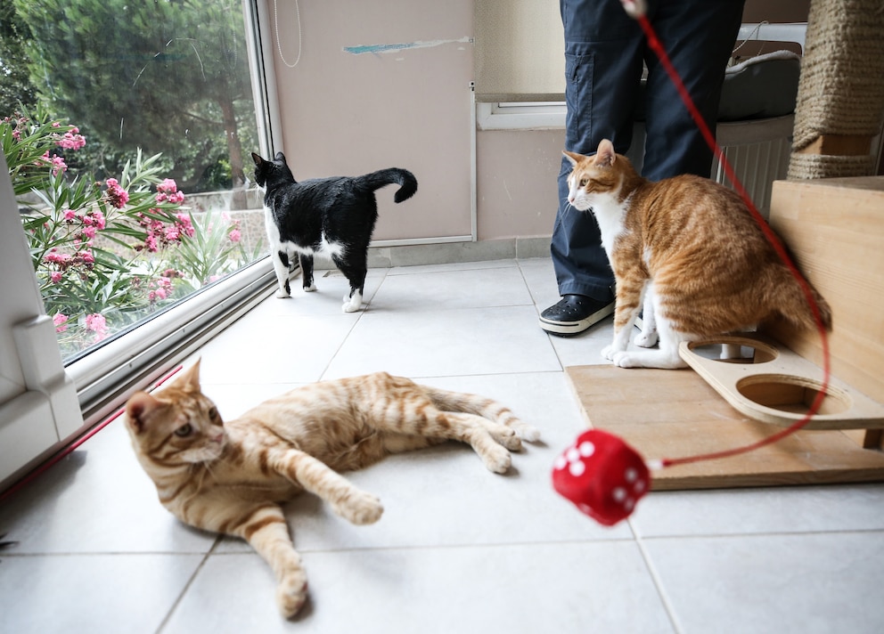 Mehrere Katzen spielen in einer Katzenpension während ihre Halter im Urlaub sind