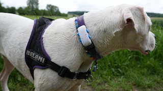 Weißer Hund mit einem GPS-Tracker