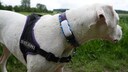 Weißer Hund mit einem GPS-Tracker