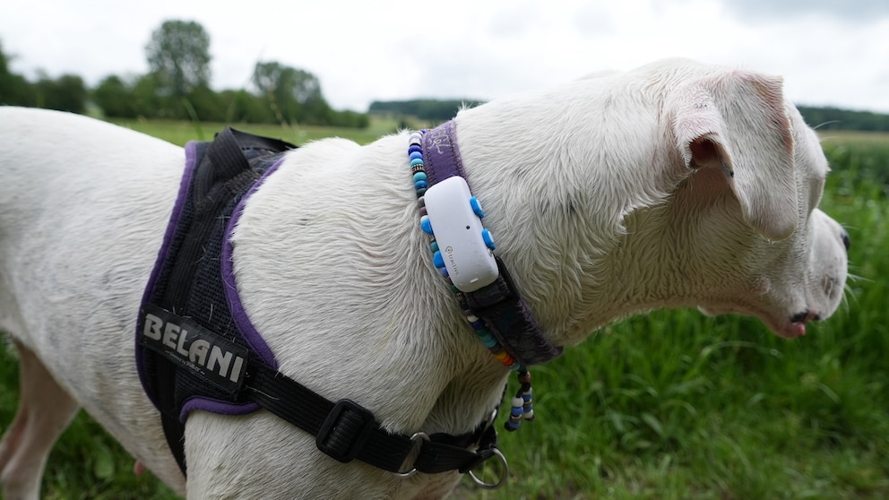 Weißer Hund mit einem GPS-Tracker
