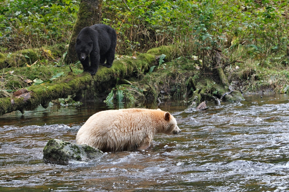 Der Geisterbär hat aufgrund einer vererbten Genmutation helles Fell