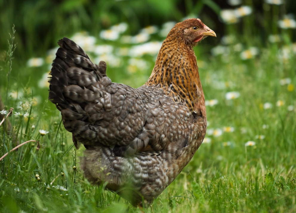 Das Bielefelder Kennhuhn wurde in den 1970er-Jahren als Haushuhnrasse gezüchtet