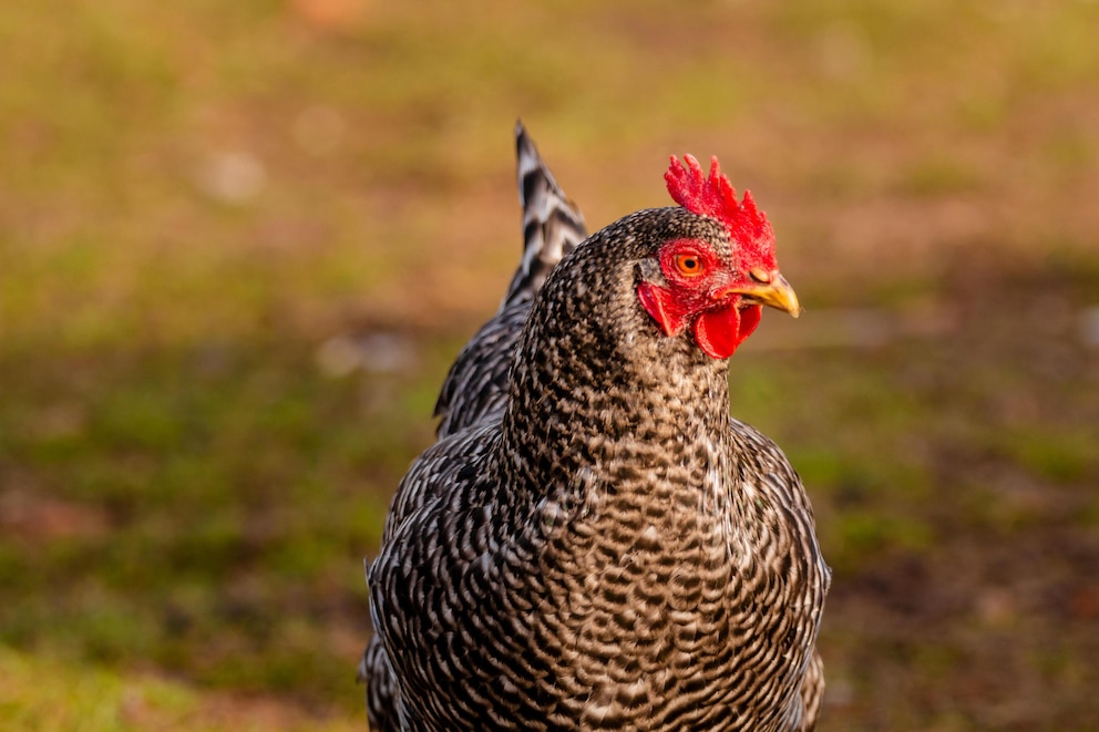 Die beliebte Hühnerrasse Plymouth Rock gibt es in verschiedenen Farben, hier ein gestreiftes Huhn