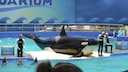 Orca Lolita im Miami Seaquarium
