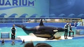 Orca Lolita im Miami Seaquarium