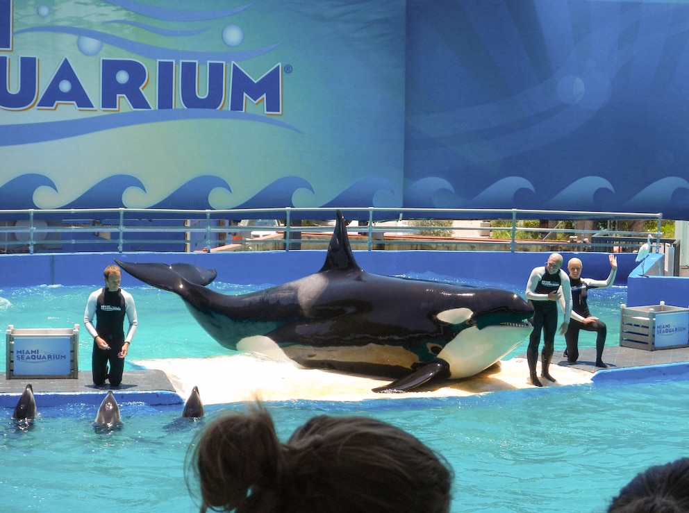 Orca Lolita im Miami Seaquarium