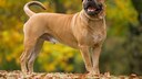 Porträt Aufnahme von einer Mallorca-Dogge