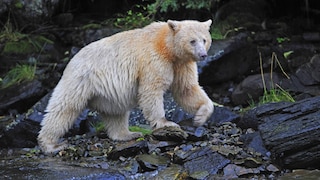 Geisterbär mit hellem Fell am Fluss