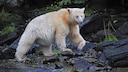 Geisterbär mit hellem Fell am Fluss
