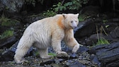 Geisterbär mit hellem Fell am Fluss