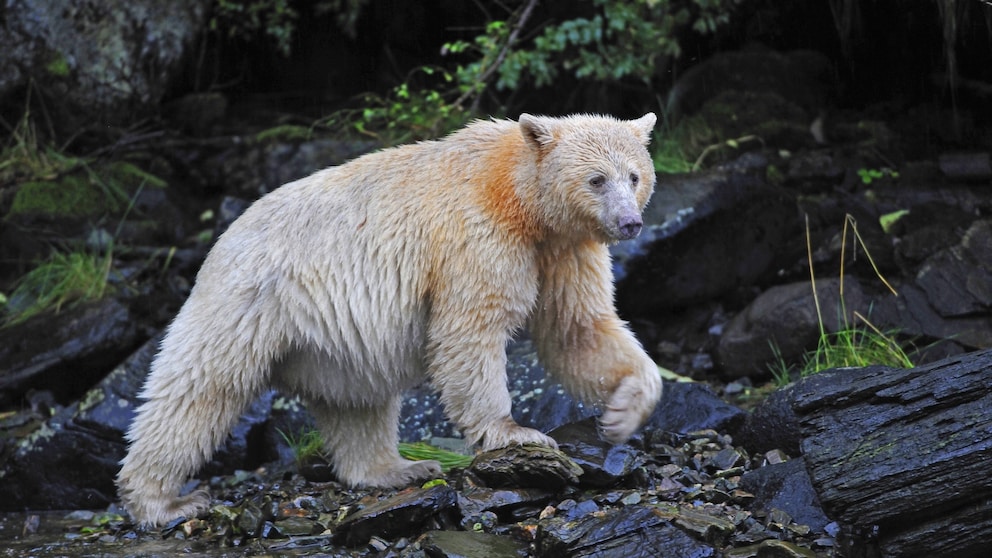 Geisterbär mit hellem Fell am Fluss