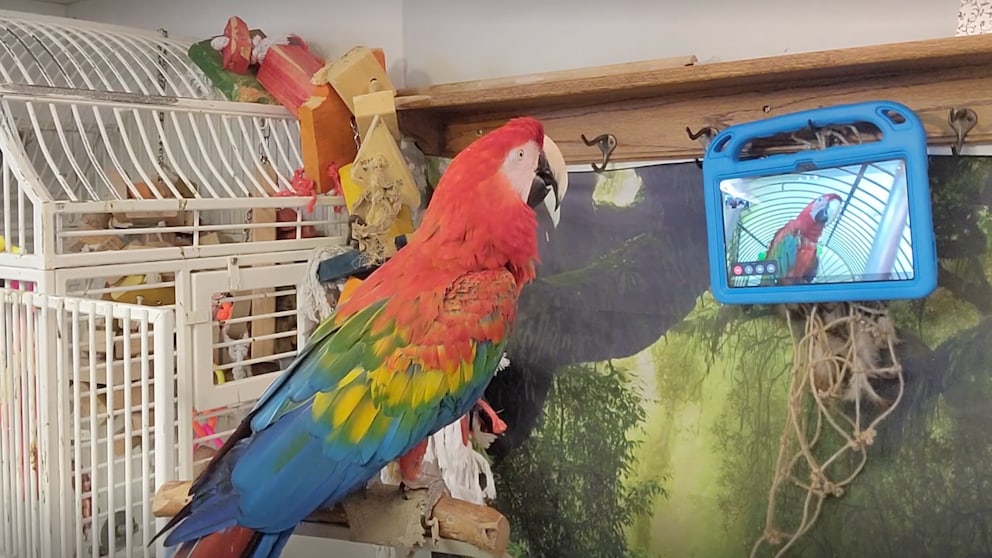 Ein Papagei schaut auf ein Tablet, auf dem ein weiterer Papagei im Videoanruf zu sehen ist