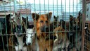 Eingesperrte Hunde in einem Zwinger in Deutschland