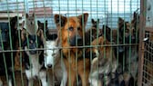 Eingesperrte Hunde in einem Zwinger in Deutschland