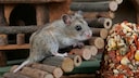 Chinesischer Zwerghamster / (Cricetulus barabensis, Cricetulus griseus) / Chinesischer Streifenhamster, Daurischer Zwerghamster
