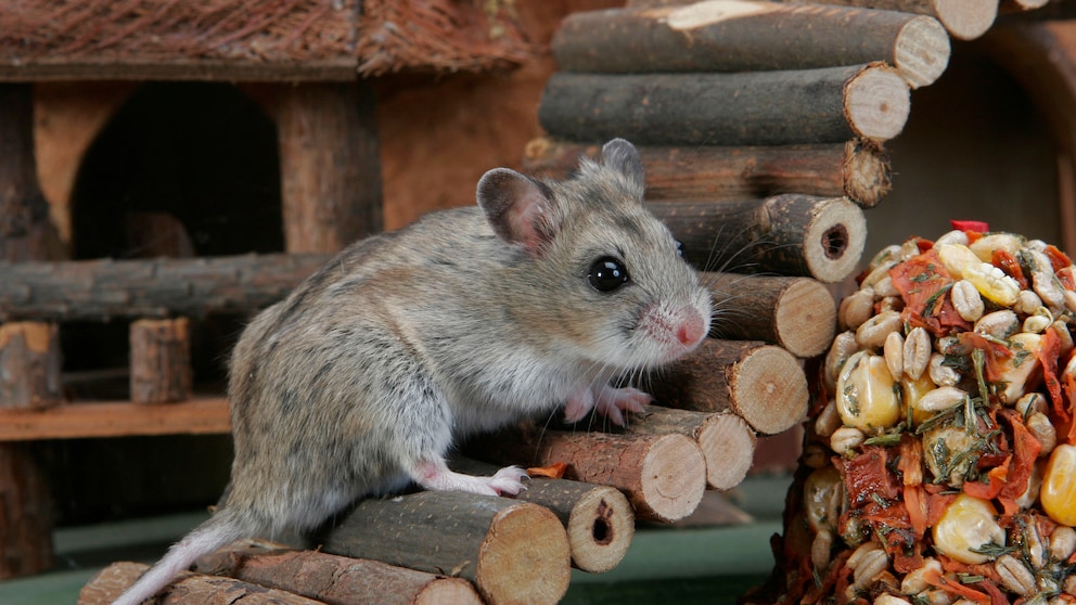 Chinesischer Zwerghamster / (Cricetulus barabensis, Cricetulus griseus) / Chinesischer Streifenhamster, Daurischer Zwerghamster