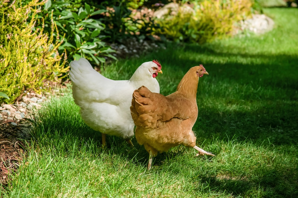 Sie gehören zu den beliebtesten Hühnerrassen: ein weißes Plymouth Rock (links) und braunes Orpington (rechts)