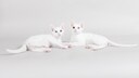 Zwei junge Katzen der Rasse Khao Manee liegend auf grauem Hintergrund