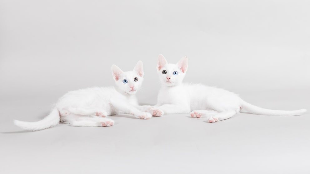 Zwei junge Katzen der Rasse Khao Manee liegend auf grauem Hintergrund