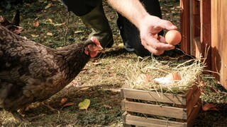 Schwarzes Huhn mit braunem Ei