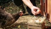 Schwarzes Huhn mit braunem Ei