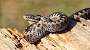 Nahaufnahme einer Kreuzotter (Vipera berus)