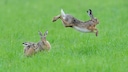 Feldhasen in Nordrhein-Westfalen, einer springt in die Luft