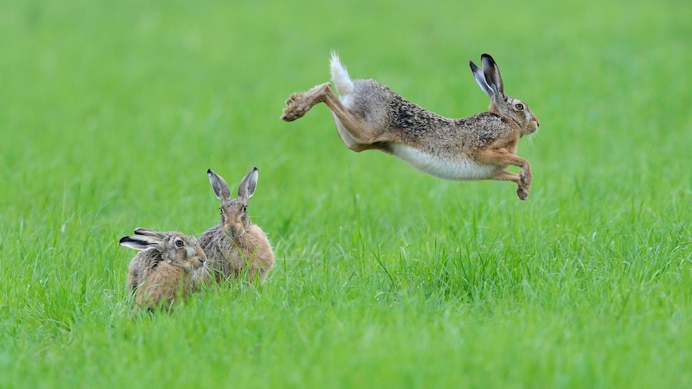 Feldhasen in Nordrhein-Westfalen, einer springt in die Luft