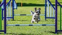Shih Tzu beim Aigility-Training