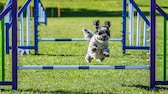 Shih Tzu beim Aigility-Training