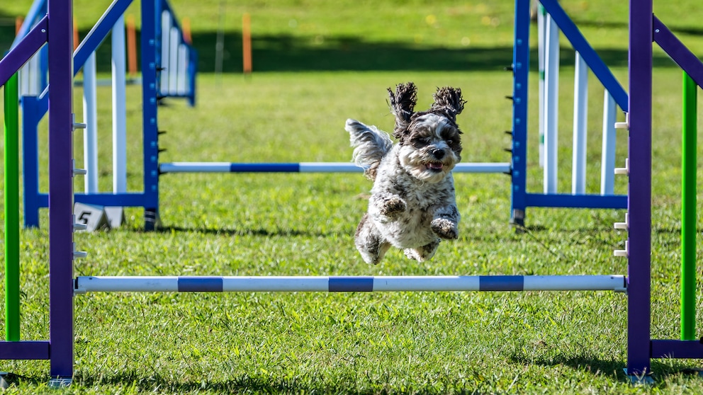 Shih Tzu beim Aigility-Training