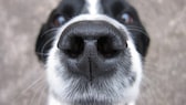 Hund hält seine Nase in die Kamera