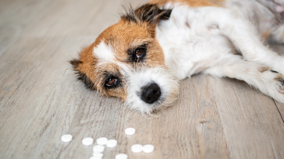 Ein kleiner Hund liegt neben Tabletten auf dem Boden