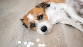 Ein kleiner Hund liegt neben Tabletten auf dem Boden