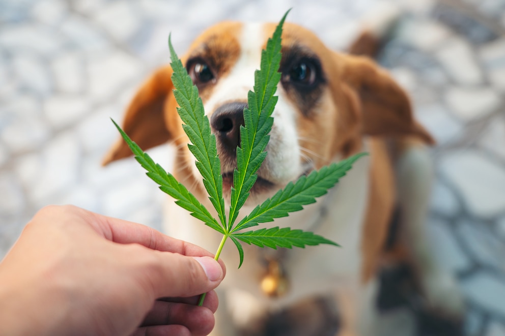 Ein Hund beschnüffelt ein Hanfblatt