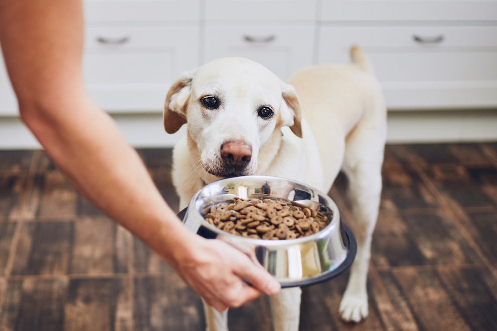 In einigen Fällen kann Trockenfutter dabei helfen, dass der Hund weniger aus dem Maul riecht.